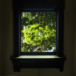 Green Forest Through Hall Window