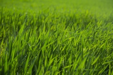 緑の草