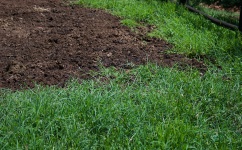 Green grass and horse manure