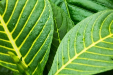 Zielone liści tropikalnych