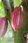 Vainas de cacao en crecimiento