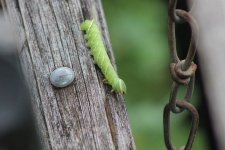 Hola mundo Caterpillar