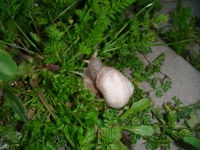 Snail în iarbă