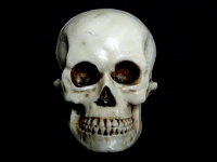 Craniul uman Skeleton