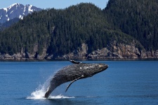 Velryba hřbetní