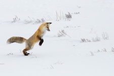 Lovící liška