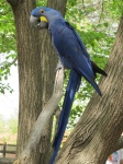 Zambila Macaw