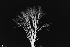 Invert of barren tree