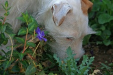 Jack russel sniffing around garden
