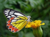 Jezebel Schmetterling