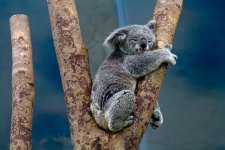 Urso coala