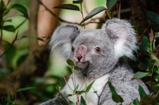 Oso koala