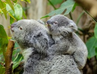 Osos koala