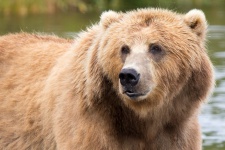 Kodiak hnědý medvěd