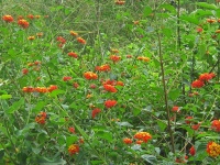Lantana shrubs flowering