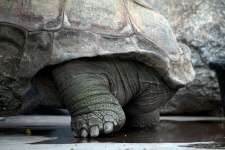 Grande gamba di tartaruga