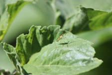 Bug di Assassin del Leafhopper