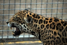 Leopard brüllt