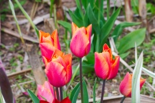 As tulipas