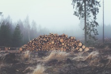 Logs in woods