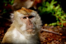 Macaque-Affe