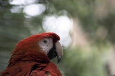 Macaw papagal