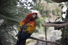 Macaw papagal