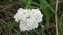 Kwiat Marsh