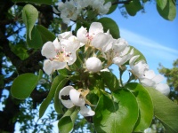 Молодые цветы яблони