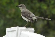Mockingbird en mi patio trasero