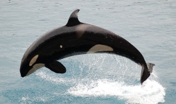 Kardszárnyú delfin
