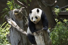 Panda, Giant, Black And White, Cute