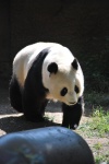 Panda, obří, černá a bílá, roztomilá