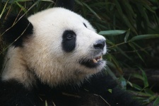 Panda, gigante, blanco y negro, lindo