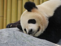 Panda, Giant, fekete-fehér, aranyos