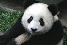 Panda, obří, černá a bílá, roztomilá