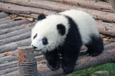 Panda, gigante, preto e branco