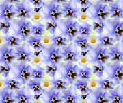 Pansy Background