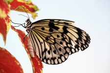 Бумажная бабочка