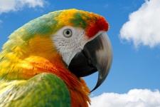 Papagaio, Macaw