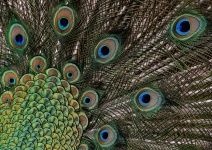 Pióra Peacock