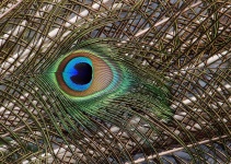 Peacock peří