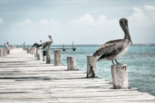 Pelicans på en brygga