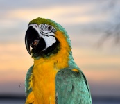 Pássaro do Macaw do animal de estimação