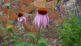 Pink droopy daisy