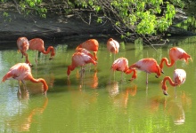 Flamingos cor-de-rosa