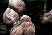 Różowy Flamingi