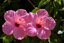 Flor rosada del hibisco