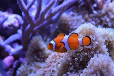 Clovnul de pește Nemo