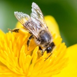 Bestäubende Biene